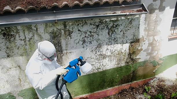 Mold Remediation service in Whitehall, Whitehall, MI
